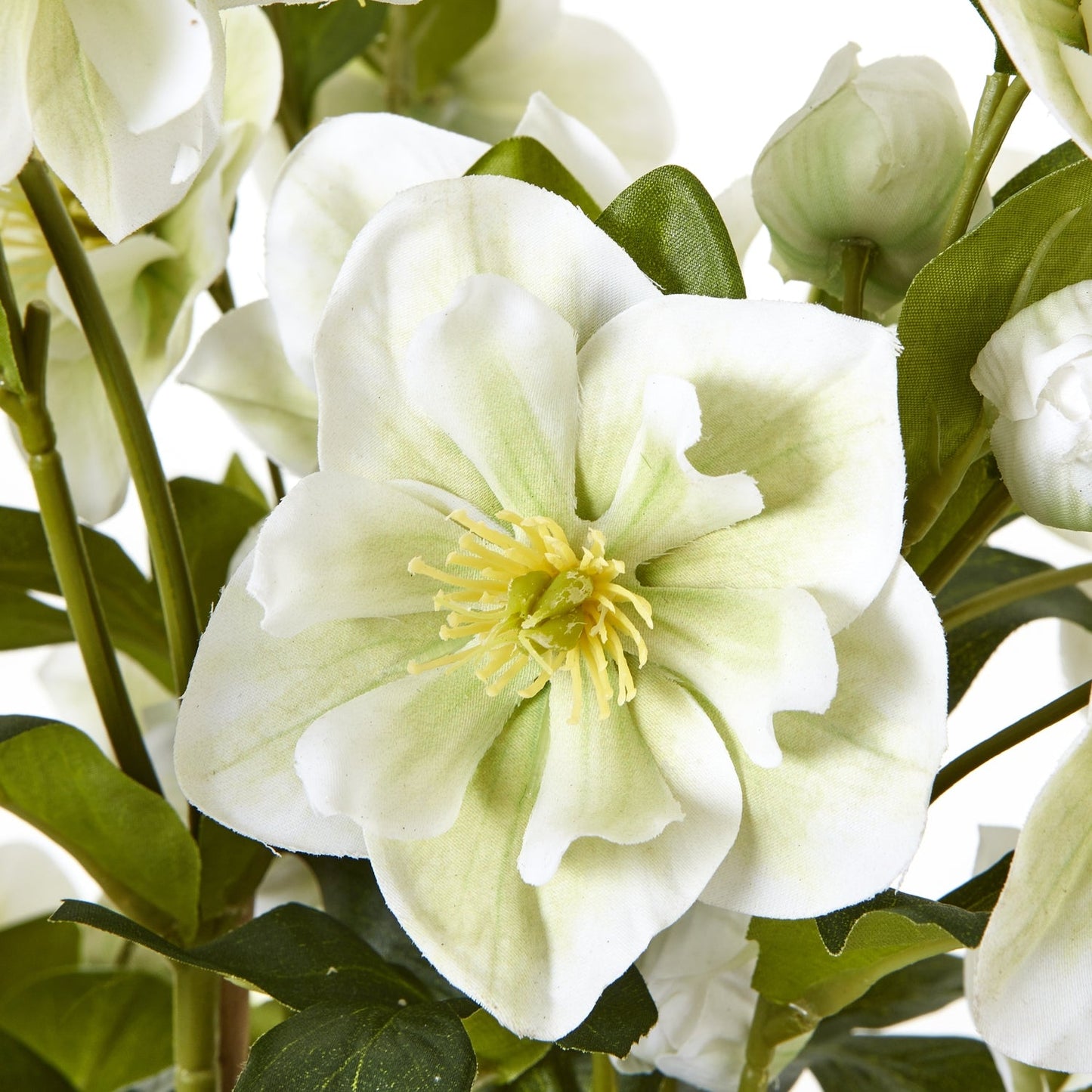 close up of the white hellebore flower on artificial hellebore plant