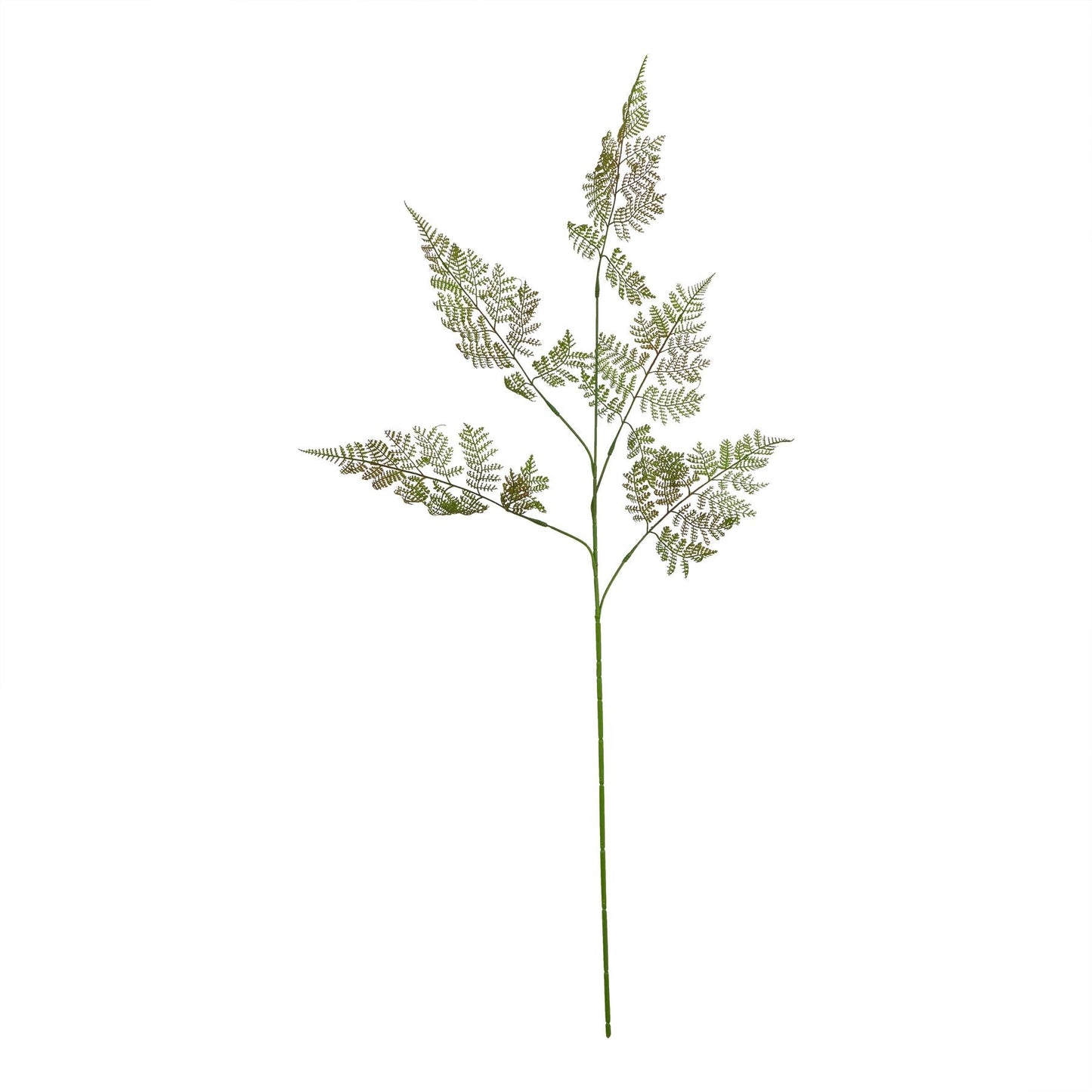 bracken fern stem