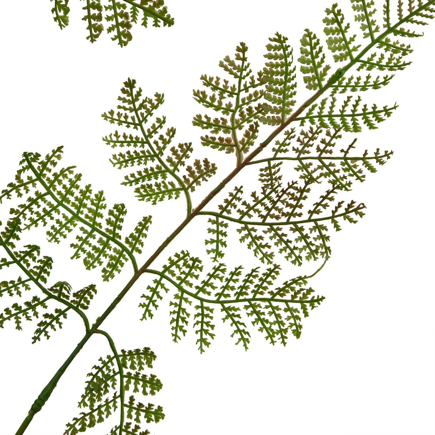 close up of bracken fern leaf detail