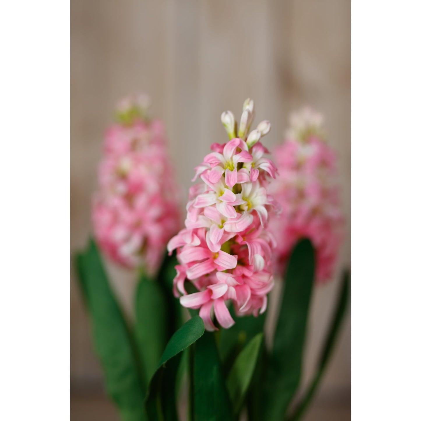Hyacinth Stem | Choice of 4 Colours