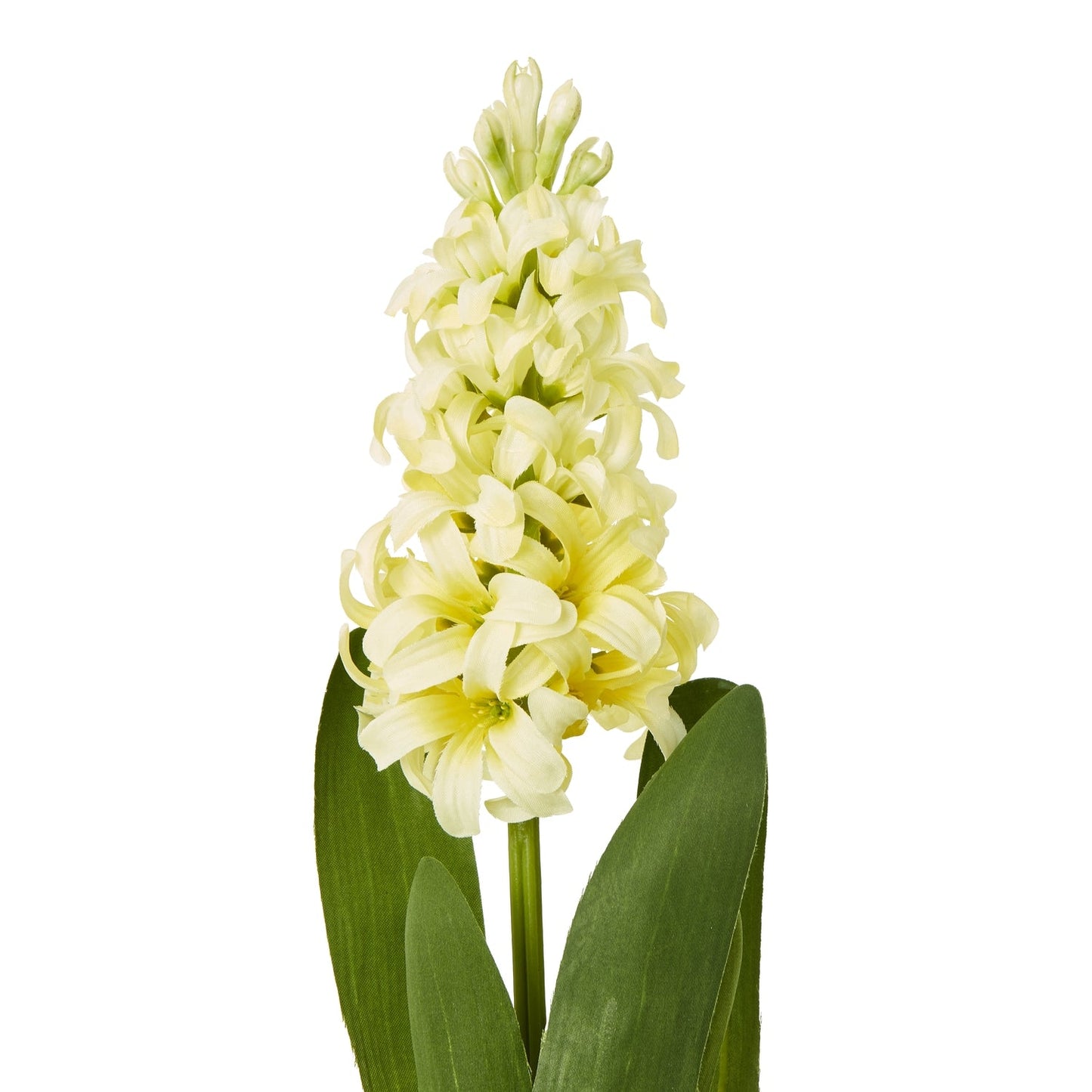Hyacinth Stem | Choice of 4 Colours