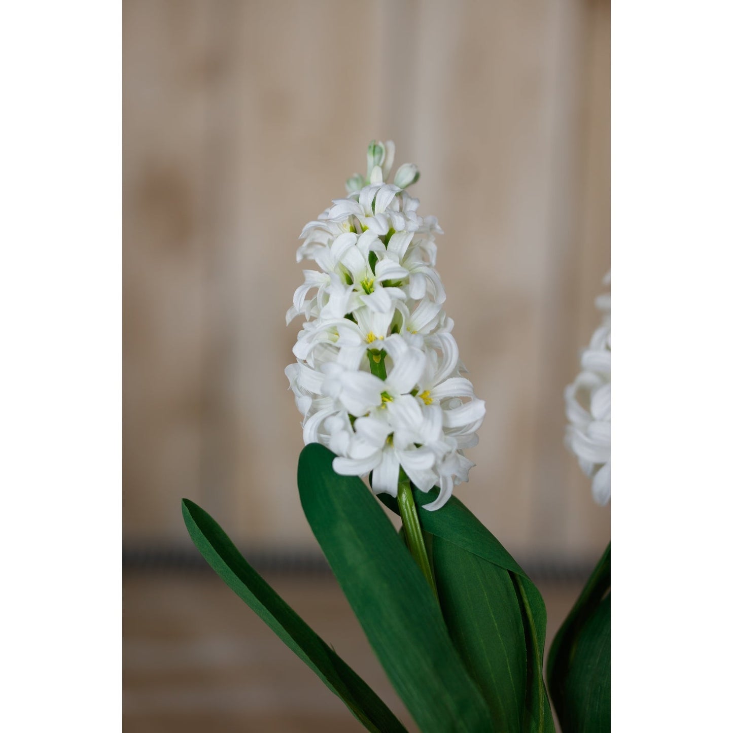 Hyacinth Stem | Choice of 4 Colours