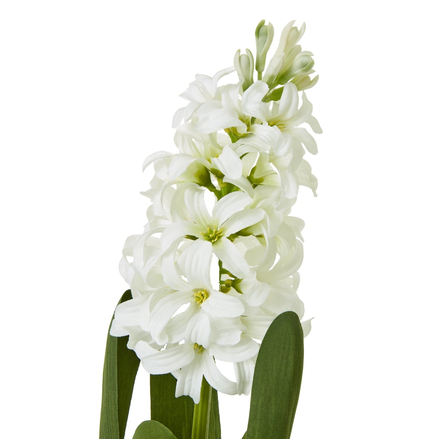 Hyacinth Stem | Choice of 4 Colours