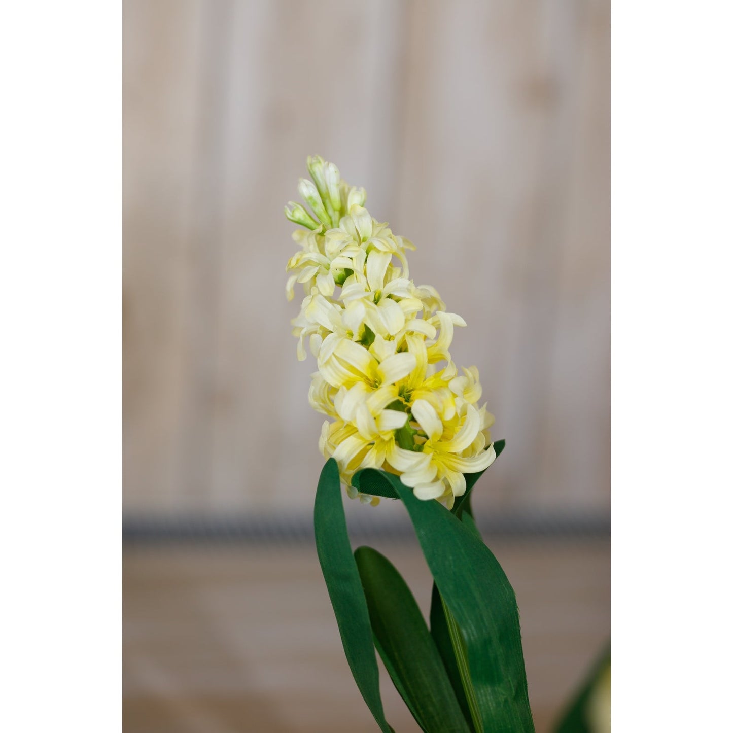 Hyacinth Stem | Choice of 4 Colours