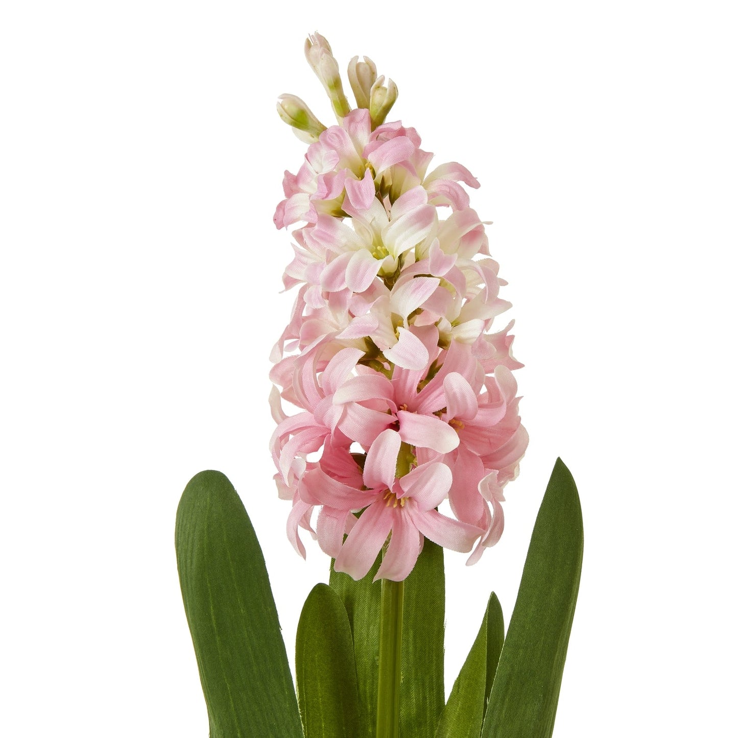 Hyacinth Stem | Choice of 4 Colours