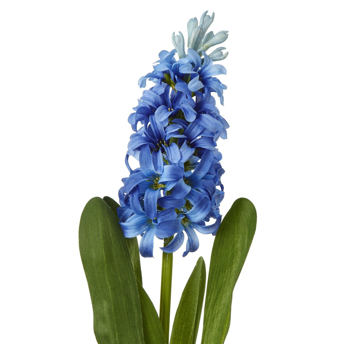 Hyacinth Stem | Choice of 4 Colours
