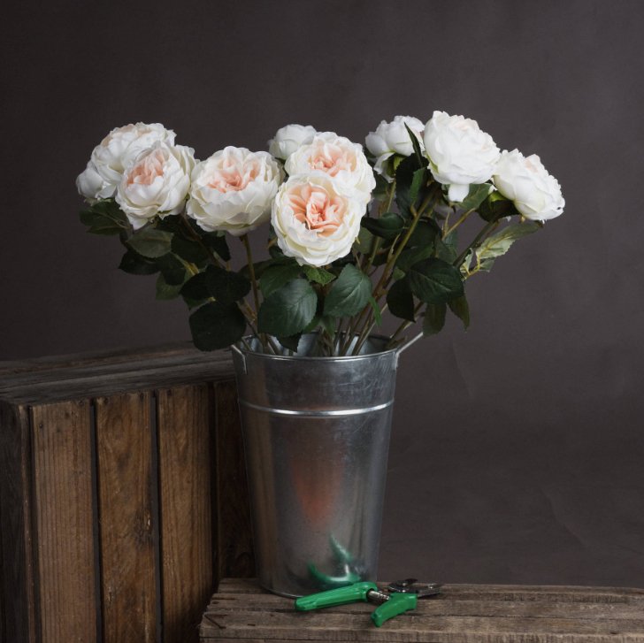 Bunch of blush garden roses in silver flower bucket, with green secateurs in front of the flower bucket