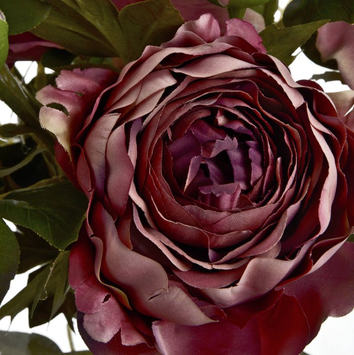 Dusty Pink Peony