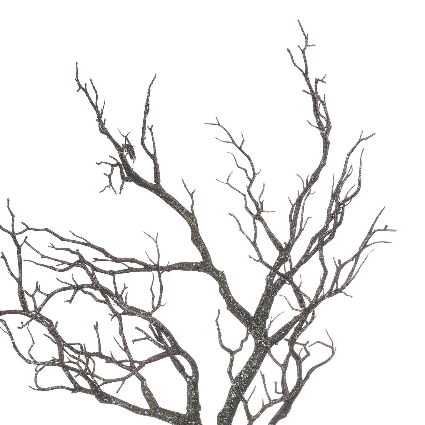 details to the tips of the branches