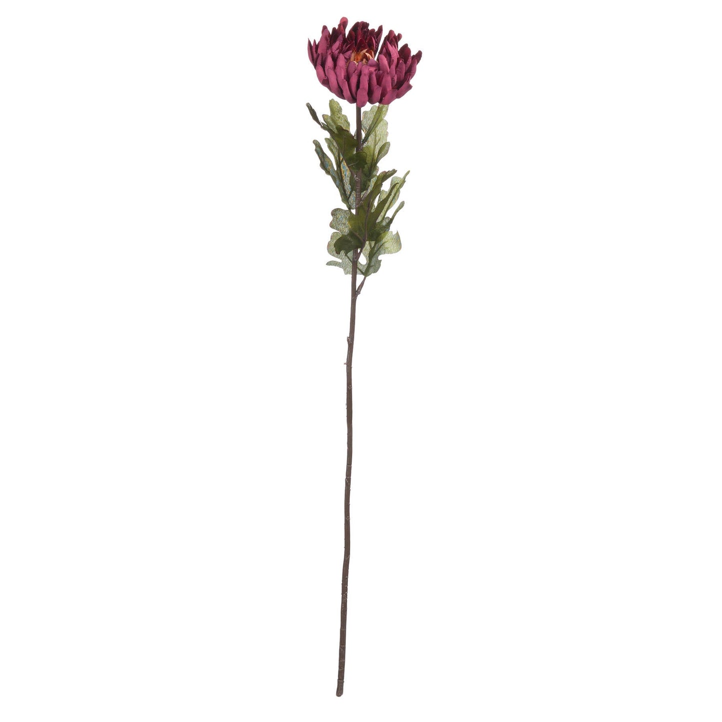 full length of rust spider chrysanthemum