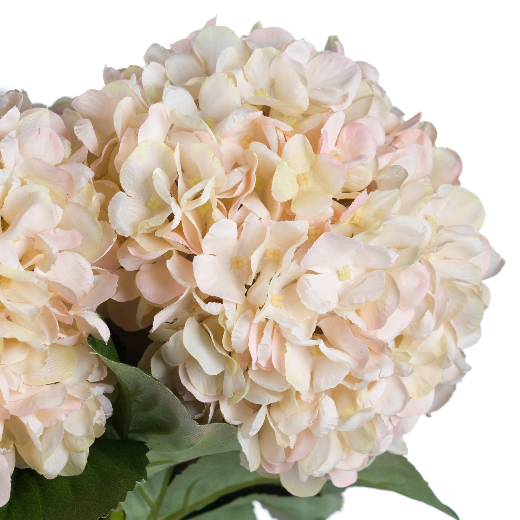 close up of petal details on hydrangea
