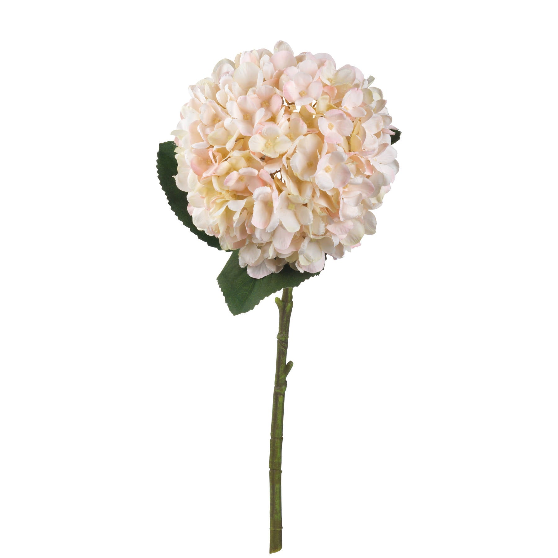 single stem of Autumn White Hydrangea