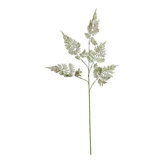 bracken fern stem