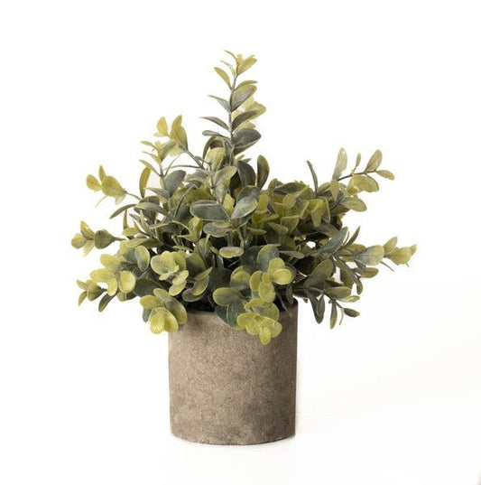 Eucalyptus in Stone Effect Pot