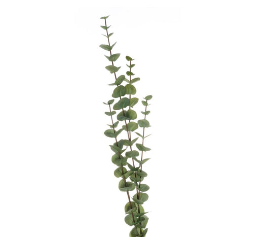 Large Cineraria Eucalyptus Spray