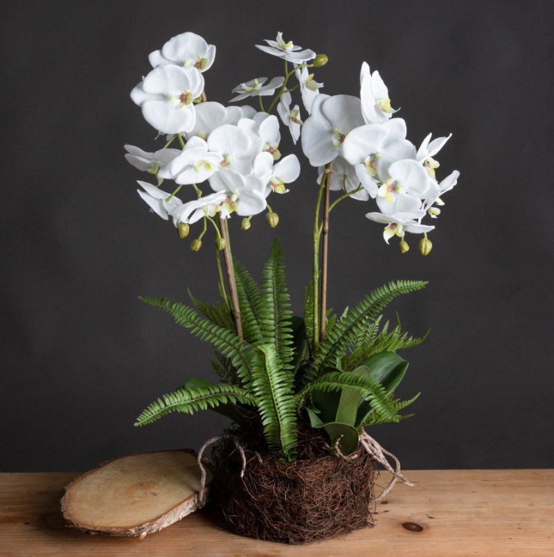 Orchid and Fern Garden in Rootball