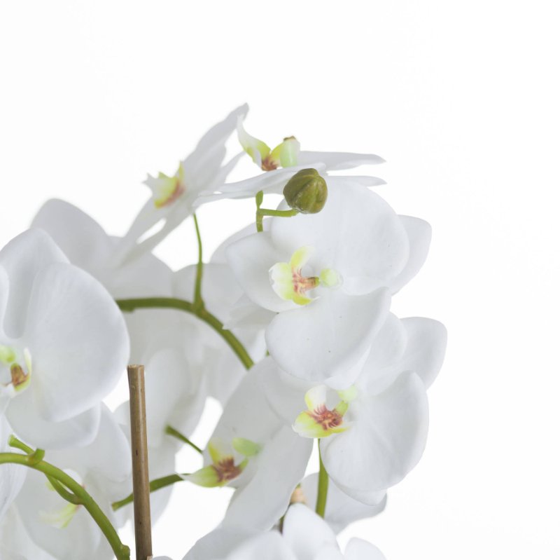 Orchid and Fern Garden in Rootball