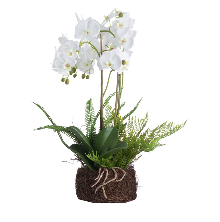 Orchid and Fern Garden in Rootball